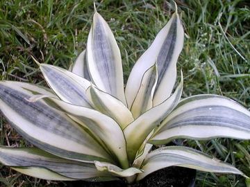 Sansevieria trifasciata 'Golden Hahnii'